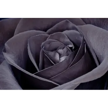 Fresh Black Rose
